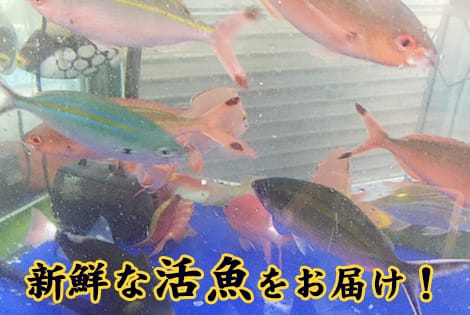 生け簀で元気に泳ぐ活魚！