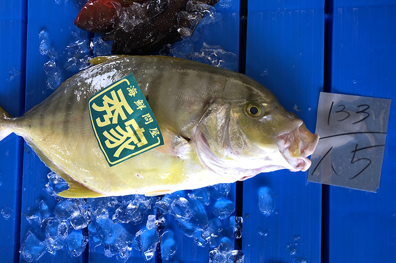 生け簀で元気に泳ぐ活魚！