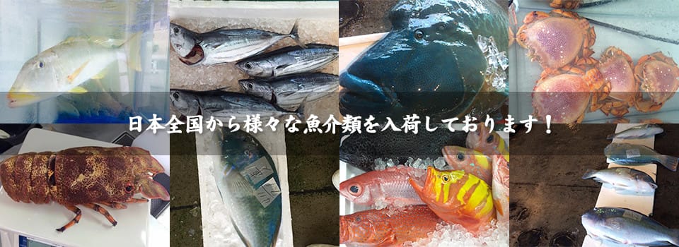 日本全国から新鮮な魚介類を入荷！！